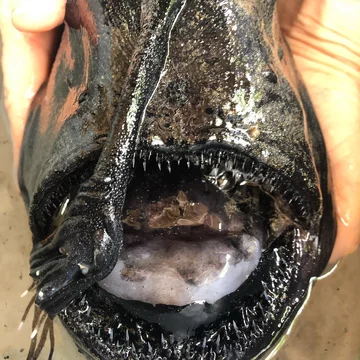 Pacific Football Fish 