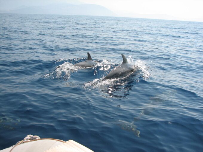 „Delfiny tuż przed dziobem naszego zodiaka”