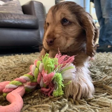 Cocker spaniel Winnie 