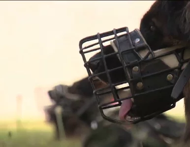 Miniatura: Zawody psów policyjnych o uścisk dłoni...