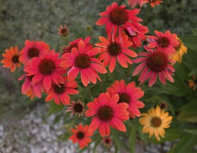 Miniatura: Jeżówka we wrześniu. Zrób to teraz, a...