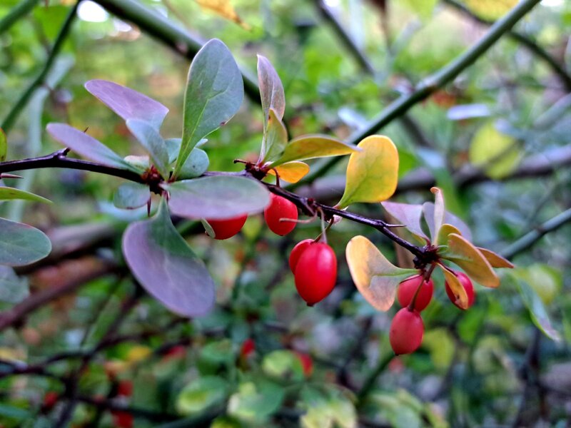 Berberys Thunberga