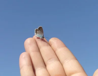 Miniatura: Masz długi palec serdeczny? Będziesz bogaty