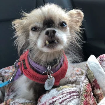 Chewie the Chi 