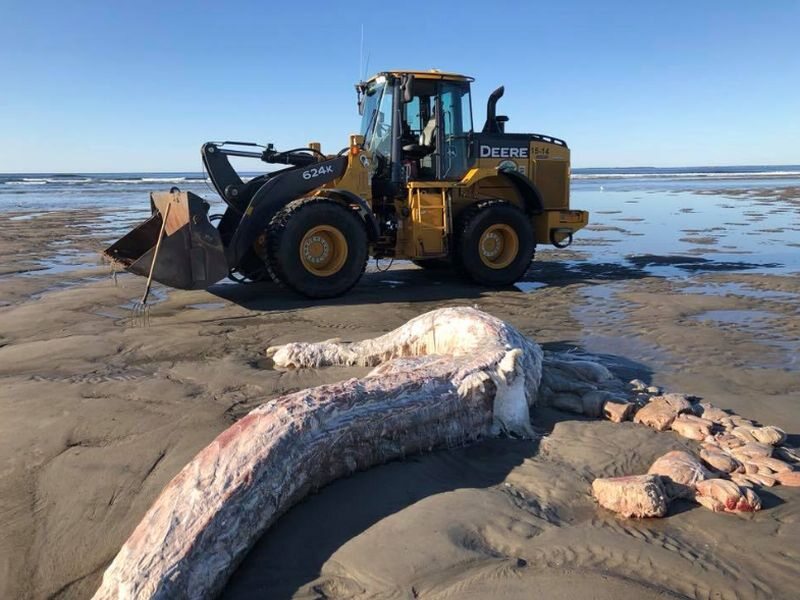 Zwierzę wyrzucone na plaży w Maine 
