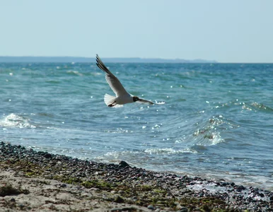 Miniatura: QUIZ o Bałtyku. Jak dobrze znasz to morze?