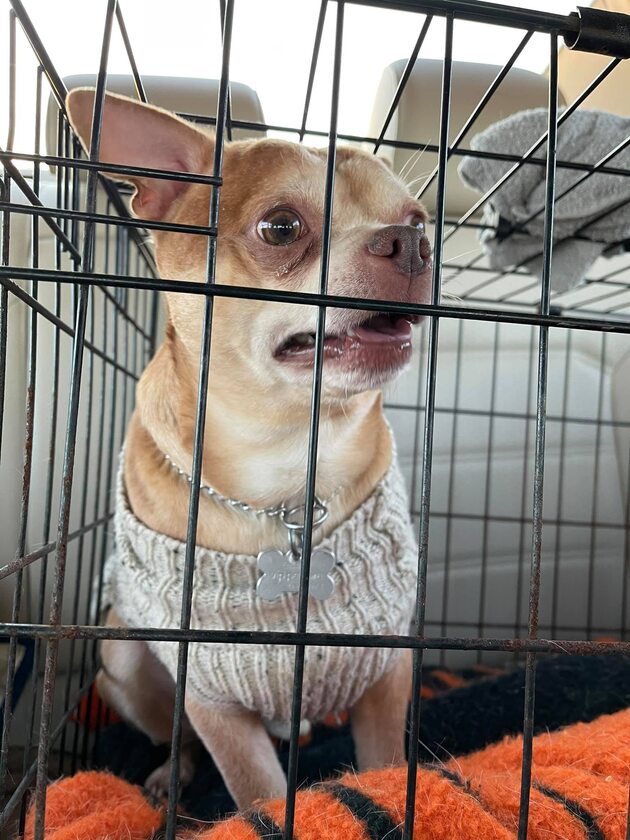 Chihuahua o imieniu Prancer 