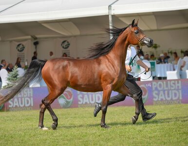 Miniatura: Al Khalediah European Arabian Horse...