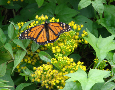 Miniatura: Ten bluszcz oplótł tysiące polskich...