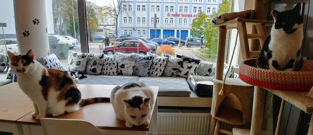 Kocia kawiarnia w Gdyni 