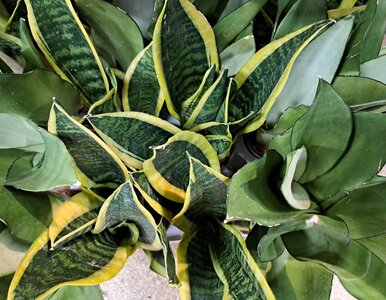 Miniatura: Twoja sansewieria wygląda marniutko? Wsyp...