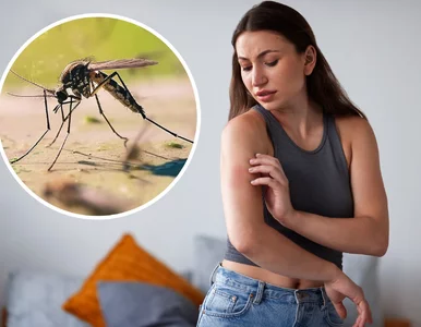 Miniatura: Komary gryzą właśnie ciebie? Ekspertka...