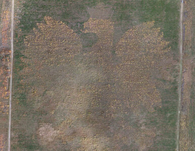 Miniatura: „Leśny orzeł” ze 100 tys. drzew....
