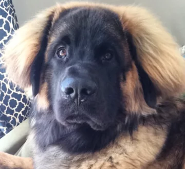 Leonberger Walter 