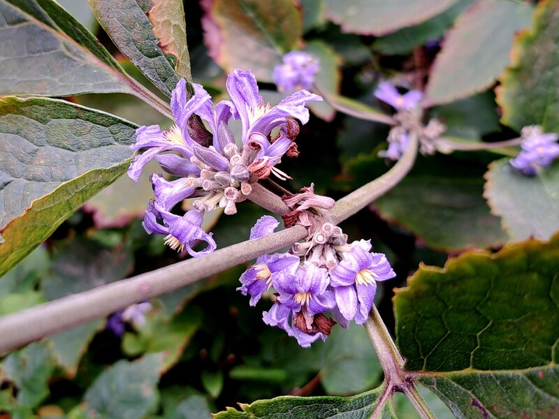 Clematis heracleifolia DC. (powojnik barszczolistny)