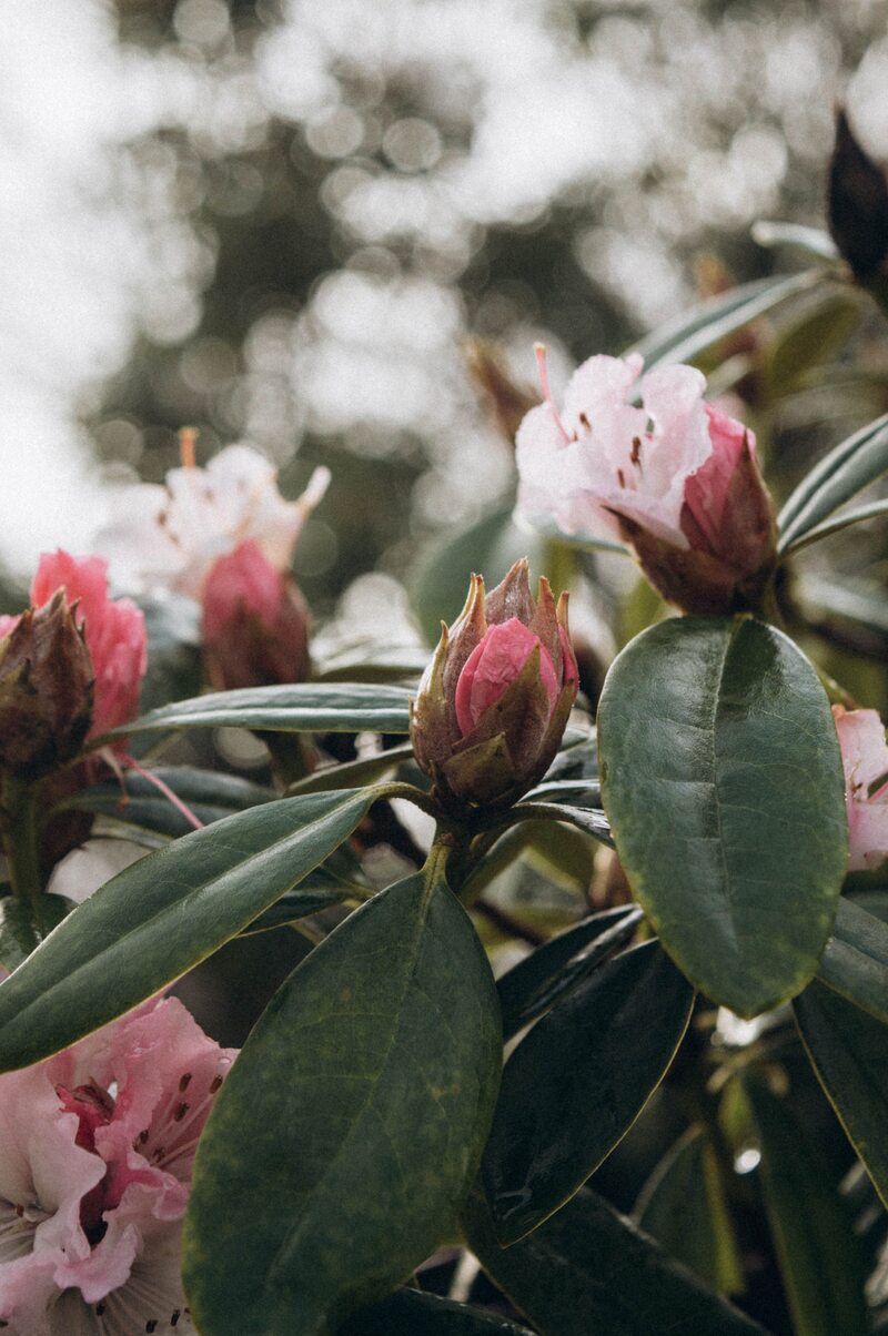 Różanecznik (rododendron)