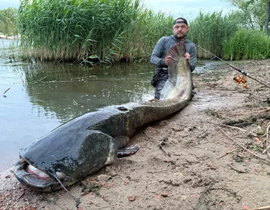 Miniatura: Wędkarz o włos od rekordu Polski. Złowił...