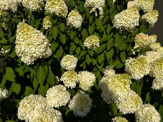 Hortensje