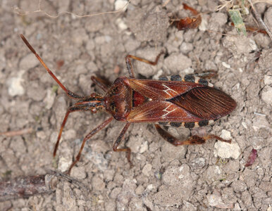 Miniatura: Niepokojący jesienny gość – czy ten robak...
