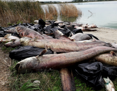 Miniatura: Tysiące martwych ryb i trudny do...