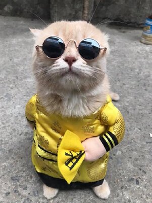 Miniatura: To najbardziej uroczy kot, jakiego można...