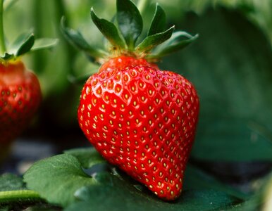 Miniatura: Wymieszaj i podlej truskawki, a sąsiedzi...