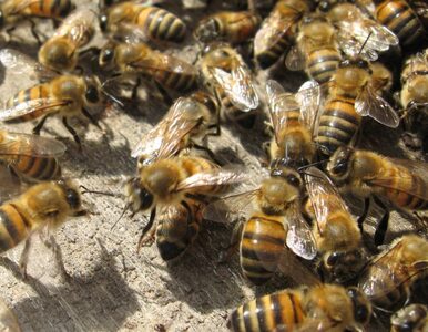 Miniatura: Jednej nocy zmarło 5 milionów pszczół....
