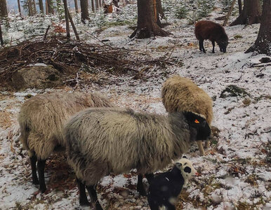 Miniatura: Owca leśna? Lasy Państwowe poszukują...