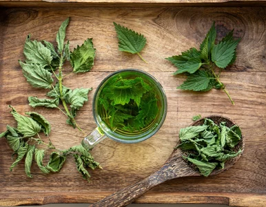 Miniatura: Ten „chwast” masz za darmo. Zielarka:...