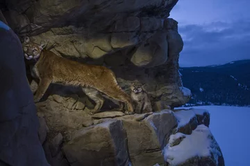 Samica kuguara i jej młode w Wyoming w USA.