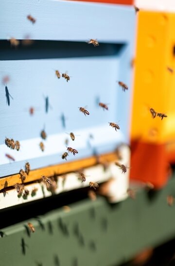 Naturalistyczny ogród Pieta Oudolfa na Vitra Campus w Weil am Rhein – przykład harmonii między dzikością a precyzyjnym projektowaniem 