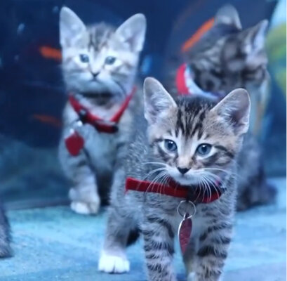 Miniatura: Koty i gigantyczne akwarium. „Mamy...