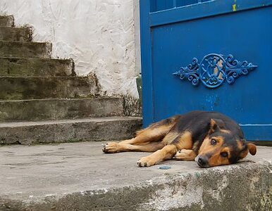 Miniatura: Zabijanie psów w Rumunii zgodne z prawem