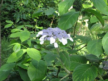 Hortensja kosmata