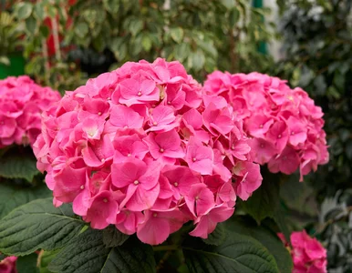 Miniatura: Kromka chleba plus woda i hortensje kwitną...