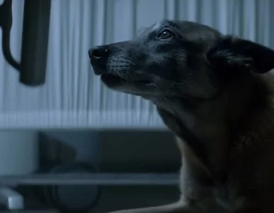 Miniatura: Musisz to zobaczyć. Niezwykle poruszający...