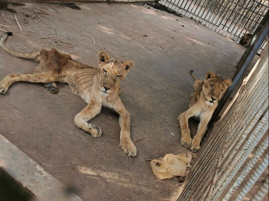 Miniatura: Chore i głodujące lwy w parku. „Ich kości...
