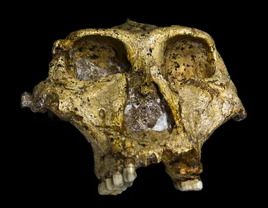 Miniatura: Wzięli pod lupę zęby sprzed 2 mln lat....