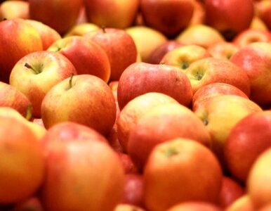 Miniatura: Z braku śliwek i gruszek - jabłka