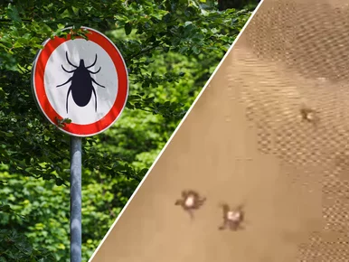 Miniatura: Szokujący film od&nbsp;leśników....