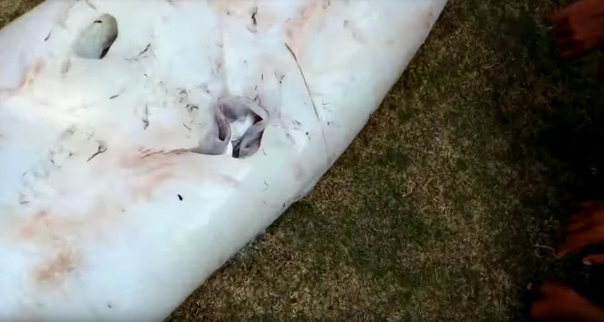 Gigantyczna kałamarnica złowiona przez filipińskiego rybaka 