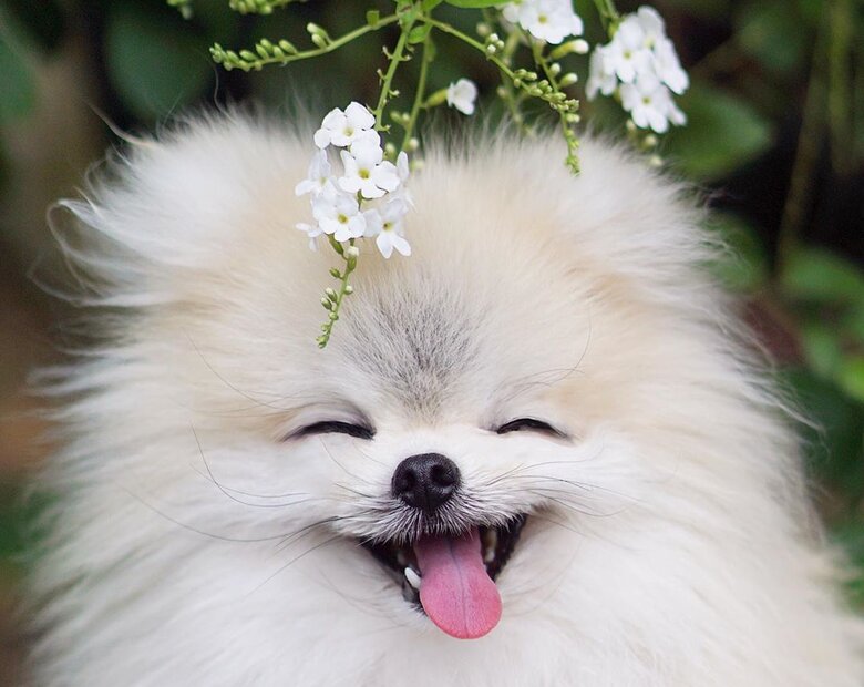 Miniatura: Najsłodszy psiak na Instagramie?...