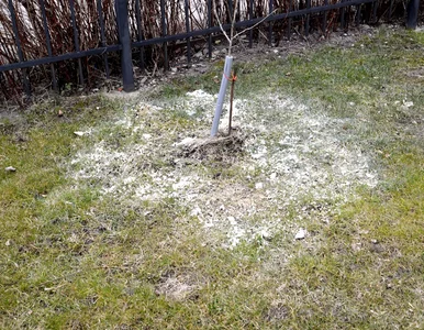 Miniatura: Każdy ogrodnik robi to w listopadzie....