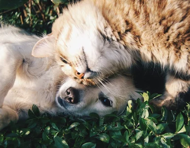 Miniatura: Łatwy quiz z polskich przysłów ze...