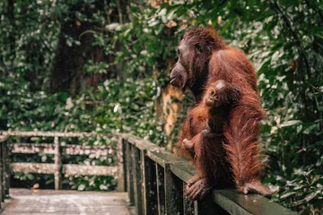 Orangutany w centrum rehabilitacyjnym na Borneo 