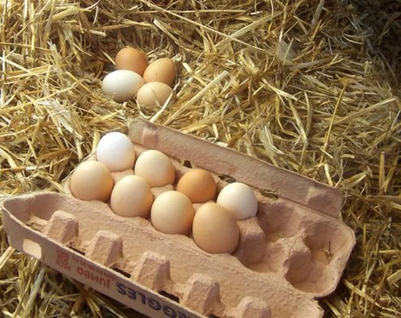 Miniatura: Jajko? Niezwykle wytrzymała konstrukcja