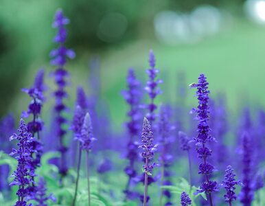 Miniatura: Niebieskie kwiaty w ogrodzie. Poznaj...