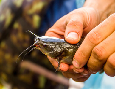 Miniatura: Przyrodnicza sensacja w Warszawie. To...