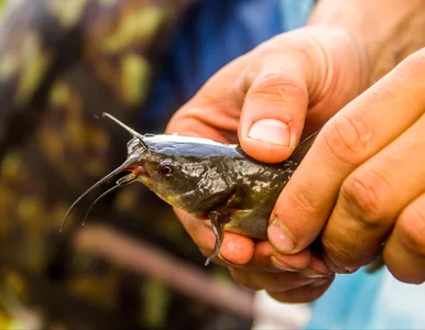 Miniatura: Przyrodnicza sensacja w Warszawie. To...