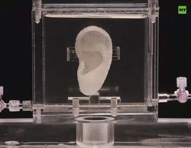 Miniatura: Zaprezentowano sklonowane, odcięte ucho...